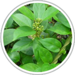 Gynostemma Pentaphyllum Extract